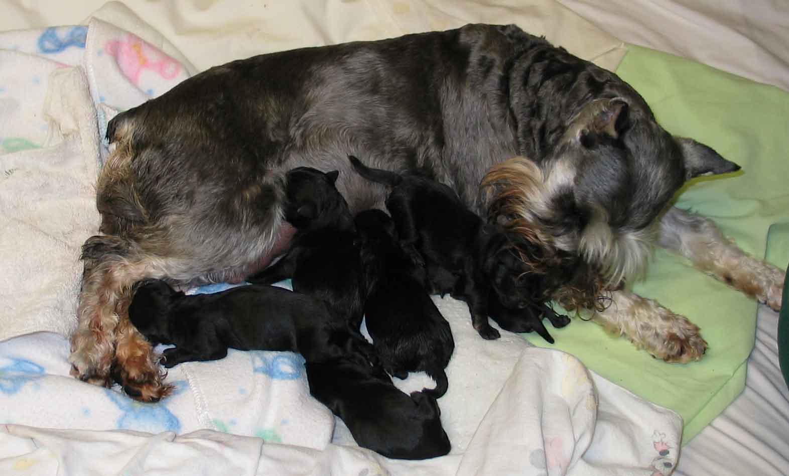 bijoupuppiesdob072703opt11.jpg