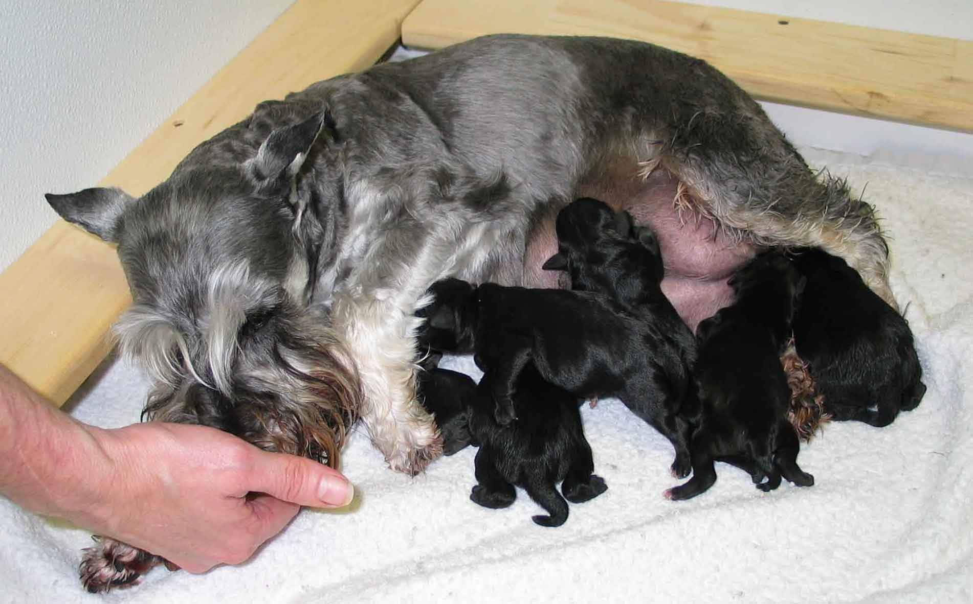 bijoupuppiesdob072703opt4.jpg