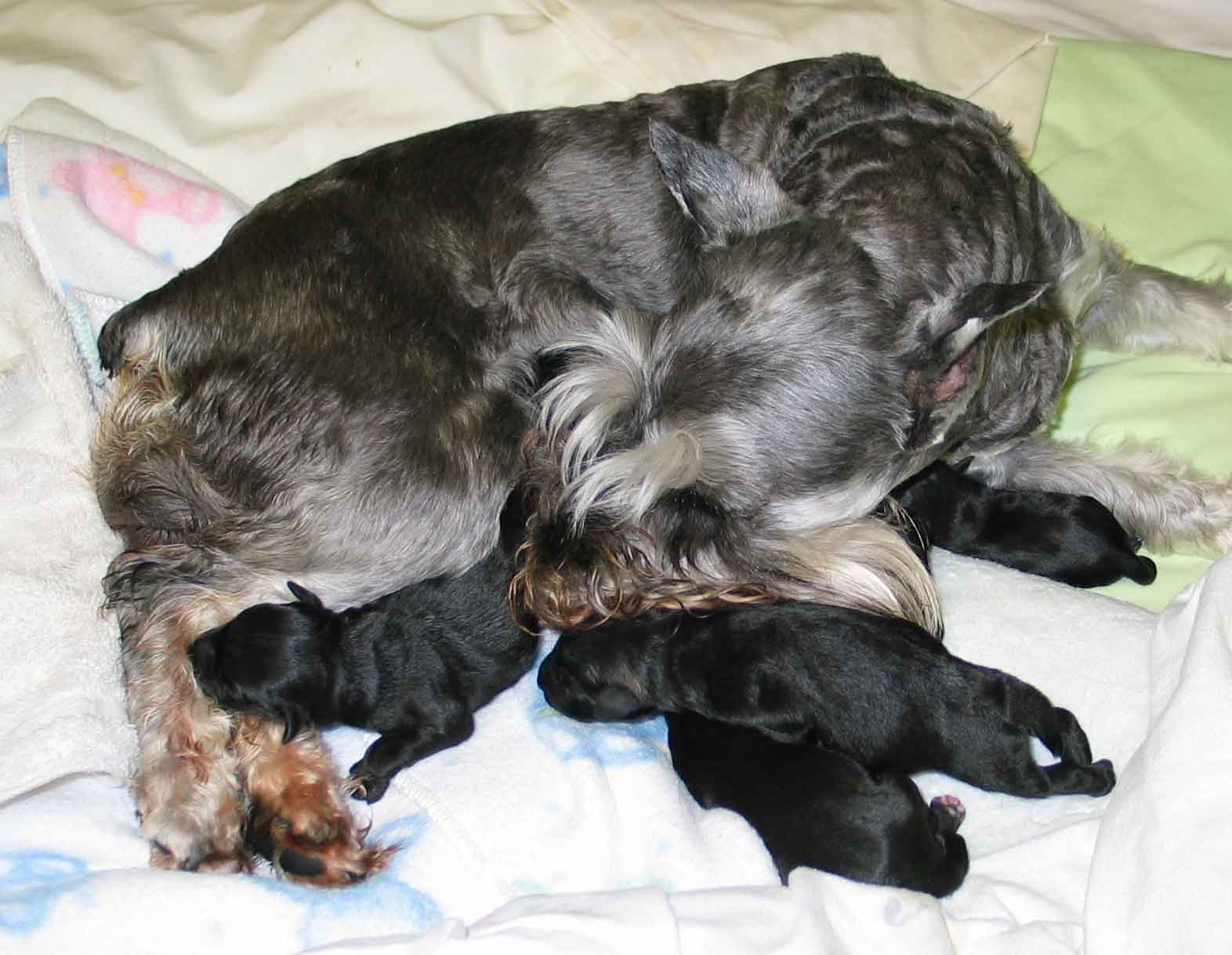 bijoupuppiesdob072703opt9.jpg