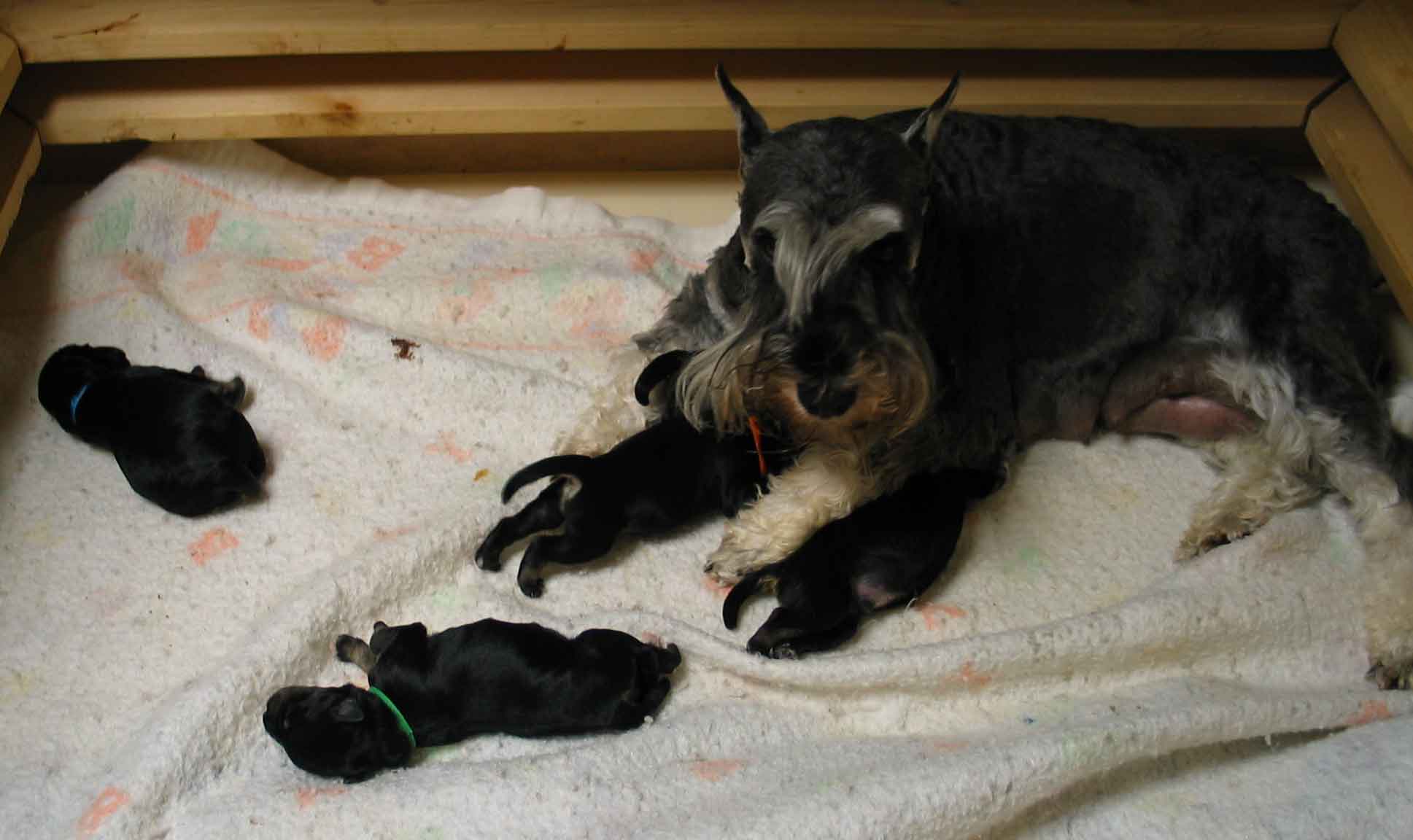 joziepuppies2daysold070903opt1.jpg