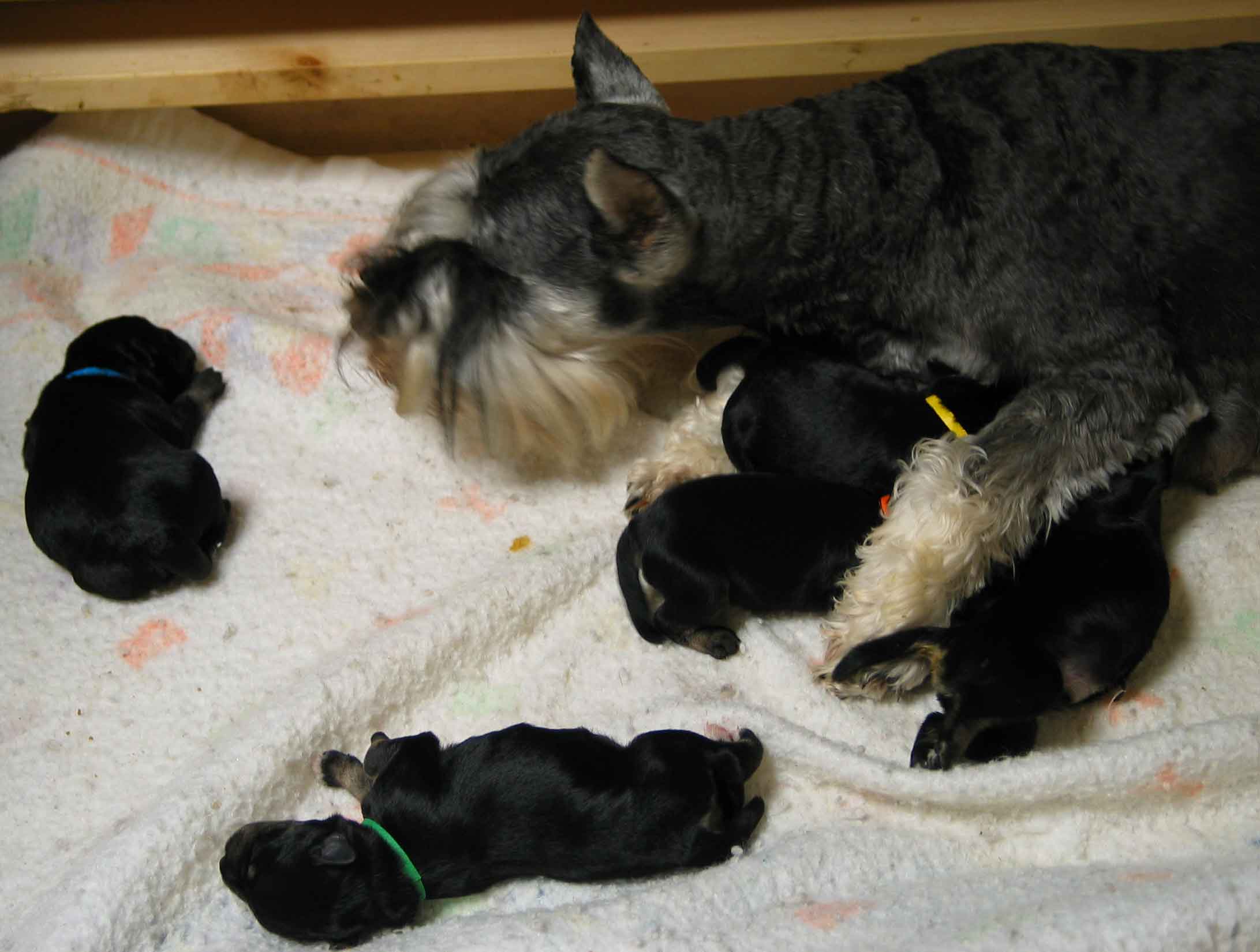 joziepuppies2daysold070903opt2.jpg