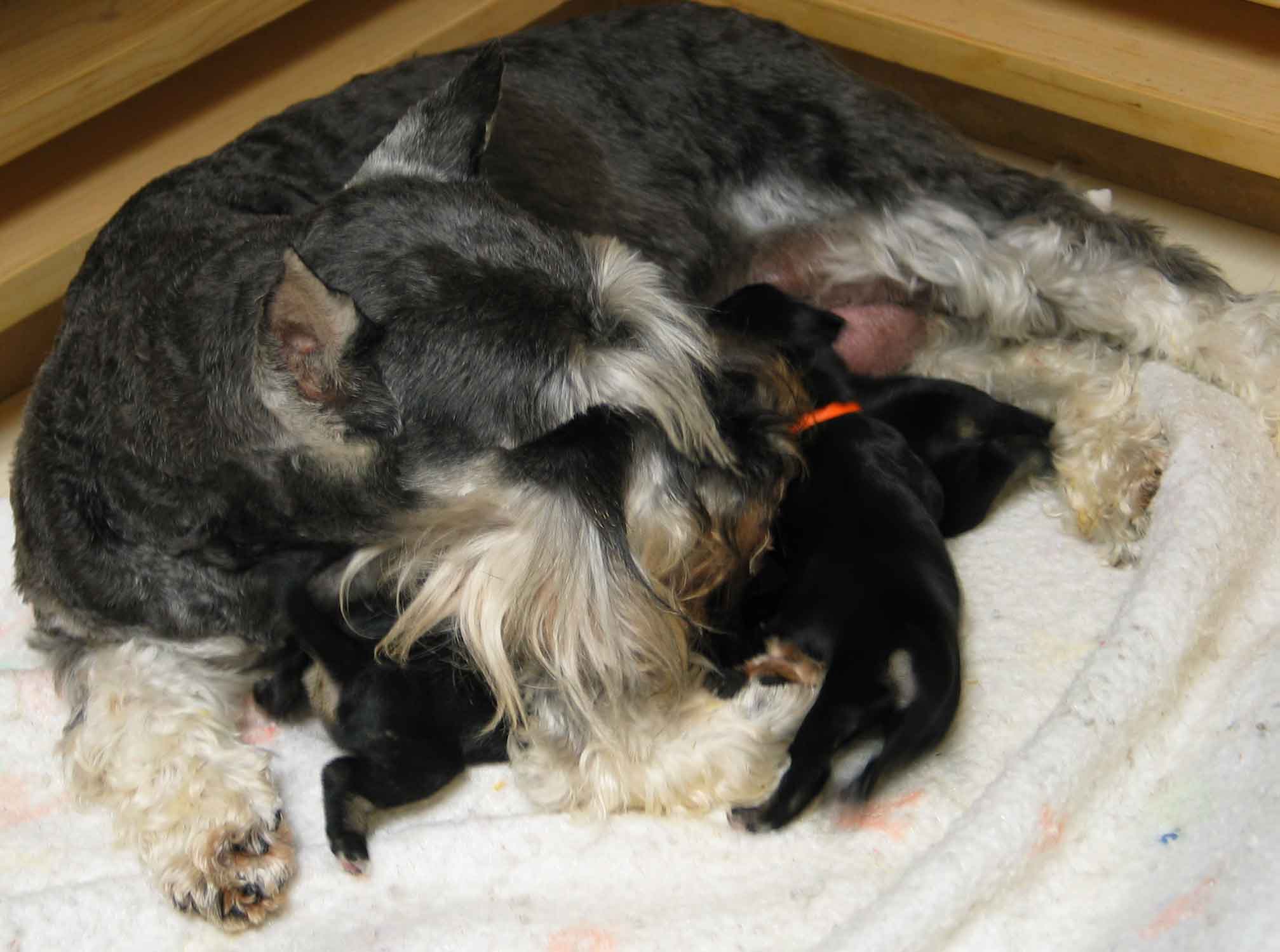 joziepuppies2daysold070903opt3.jpg