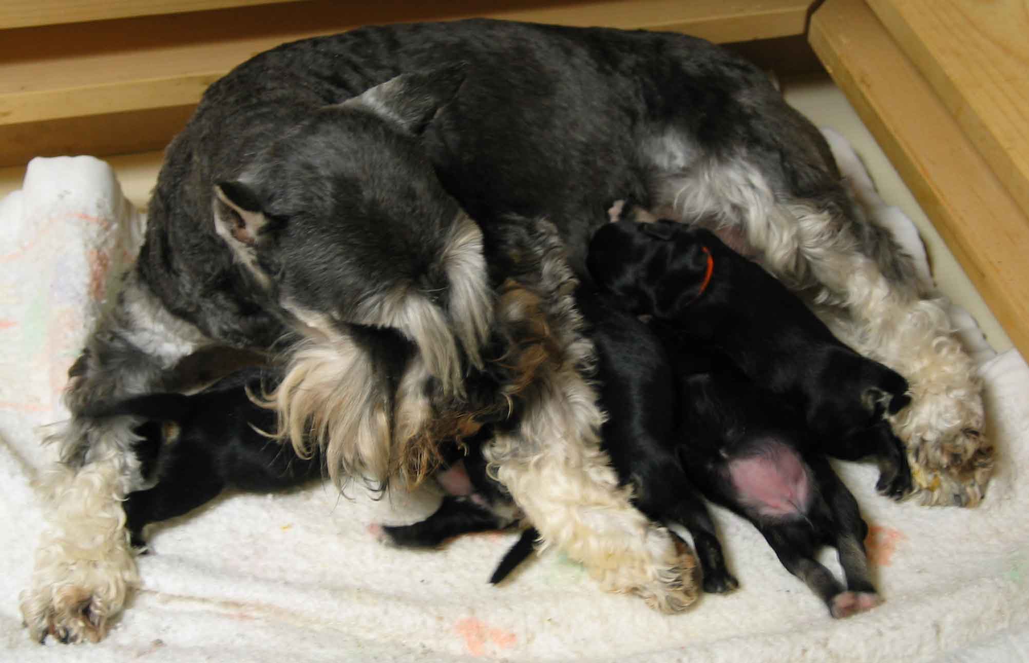 joziepuppies2daysold070903opt4.jpg