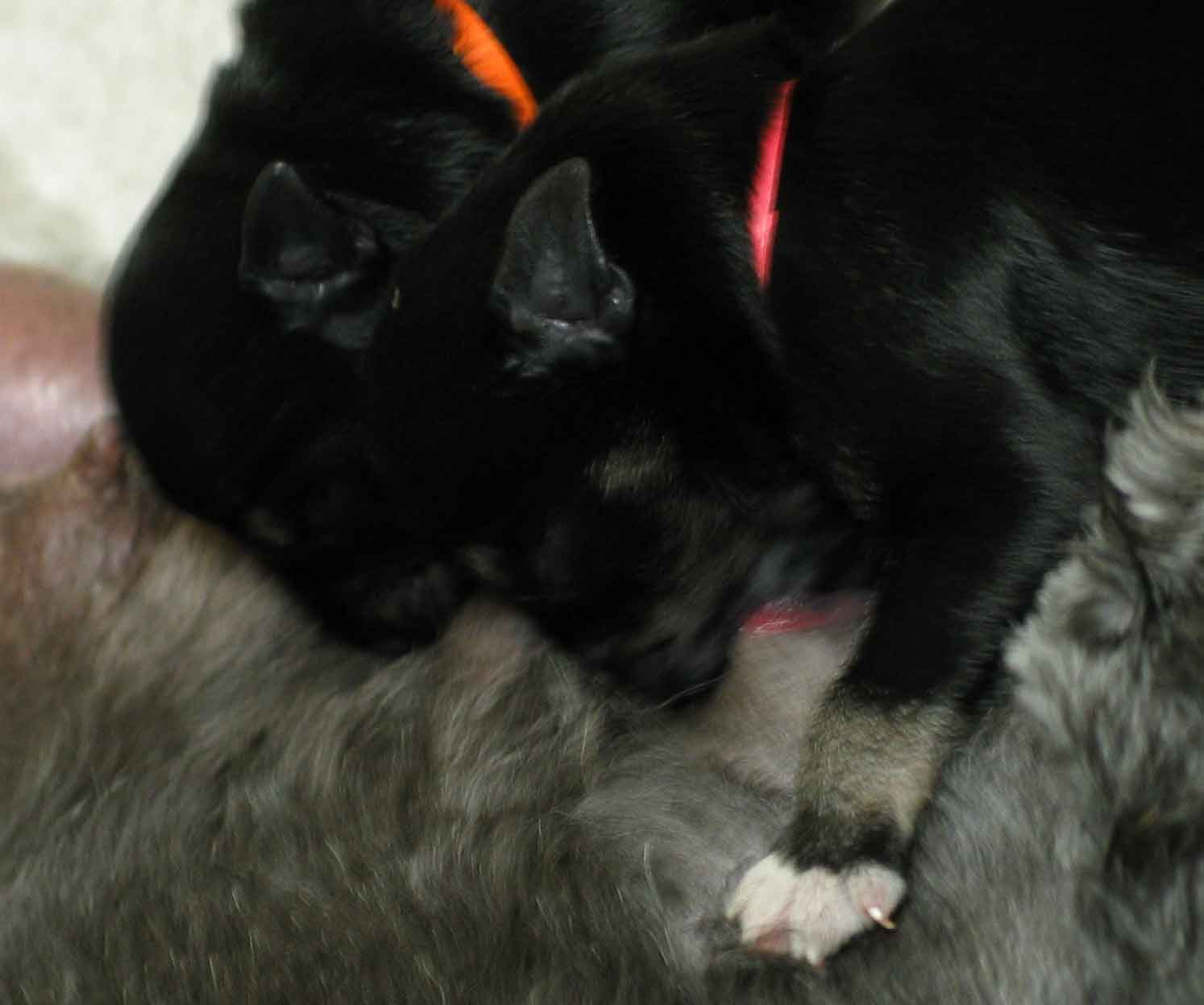 joziepuppies3daysold071003opt1.jpg