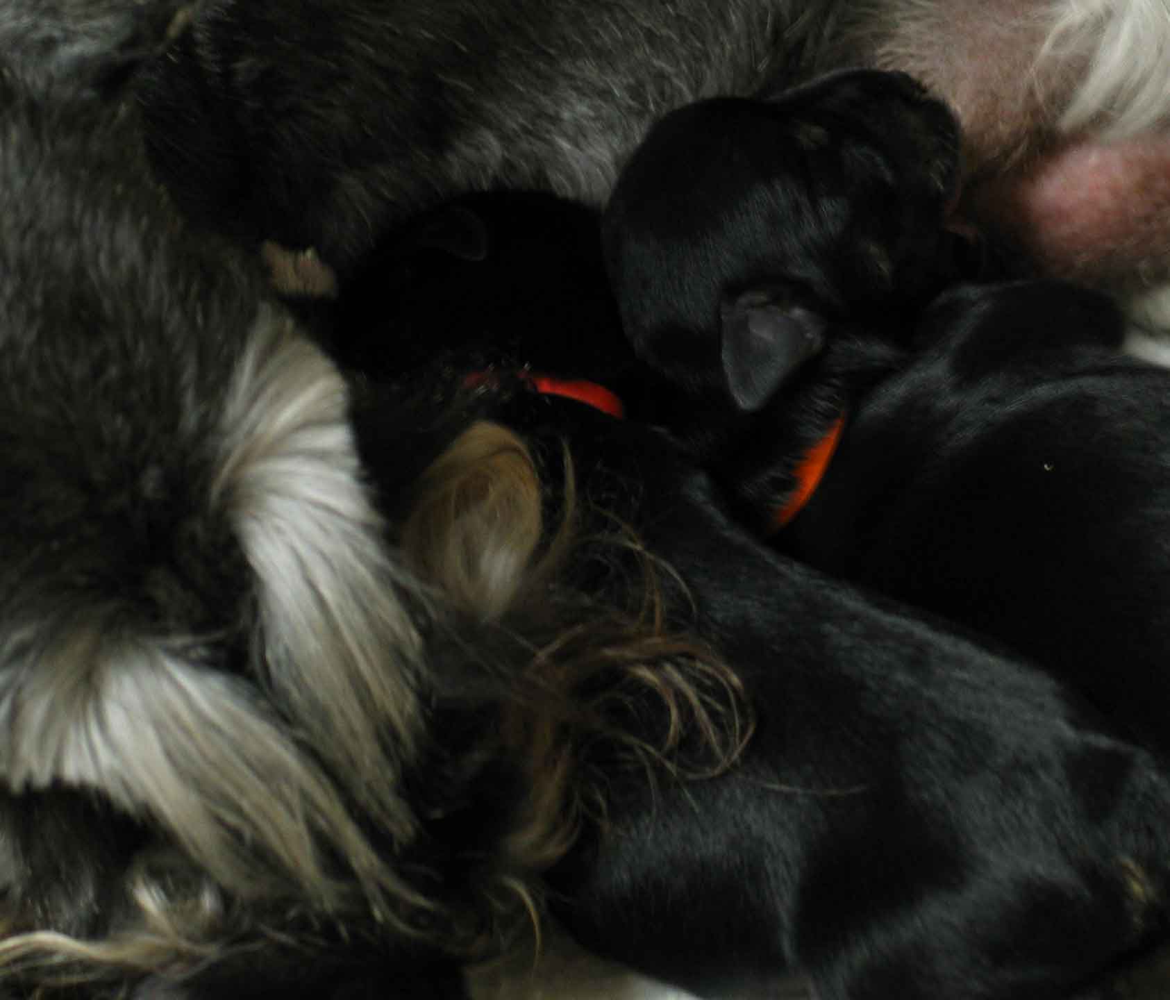 joziepuppies3daysold071003opt4.jpg