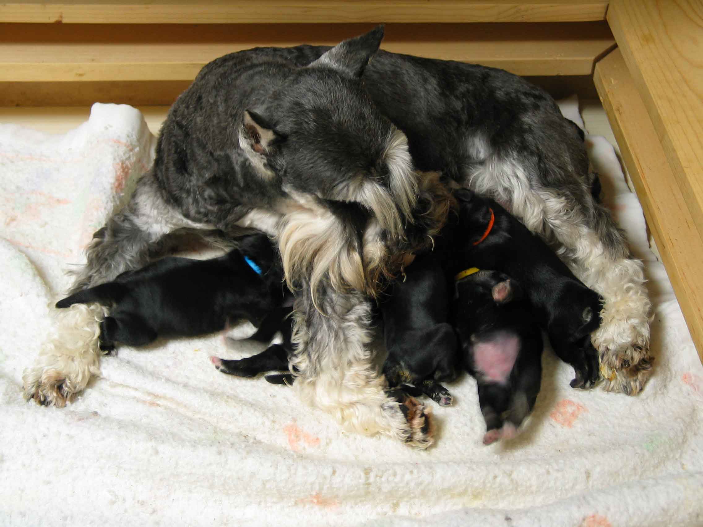 joziepuppies3daysold071003opt6.jpg