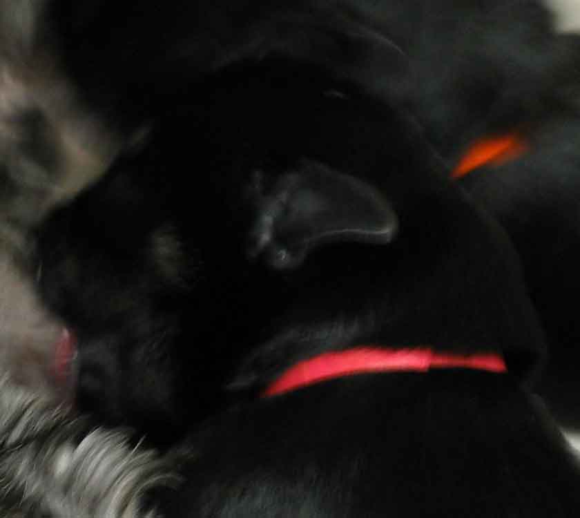 joziepuppies3daysold071003opt9.jpg