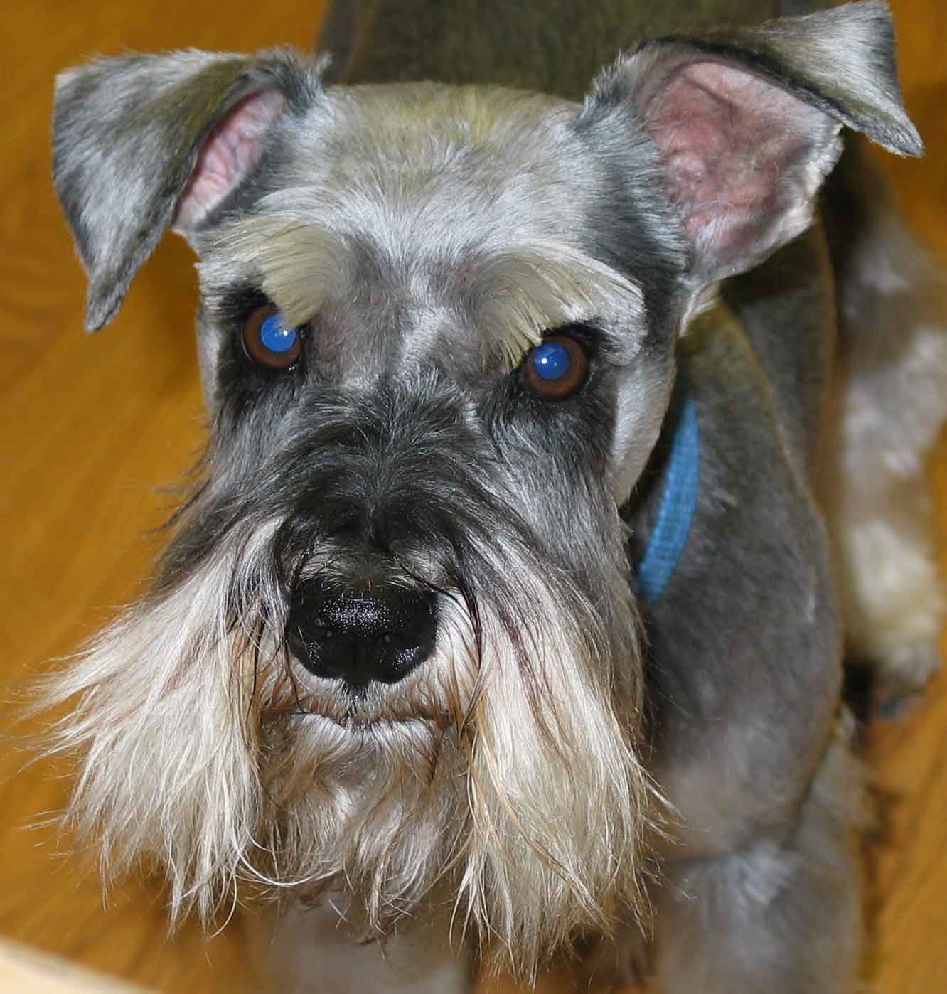 montydavis062603opt1.jpg