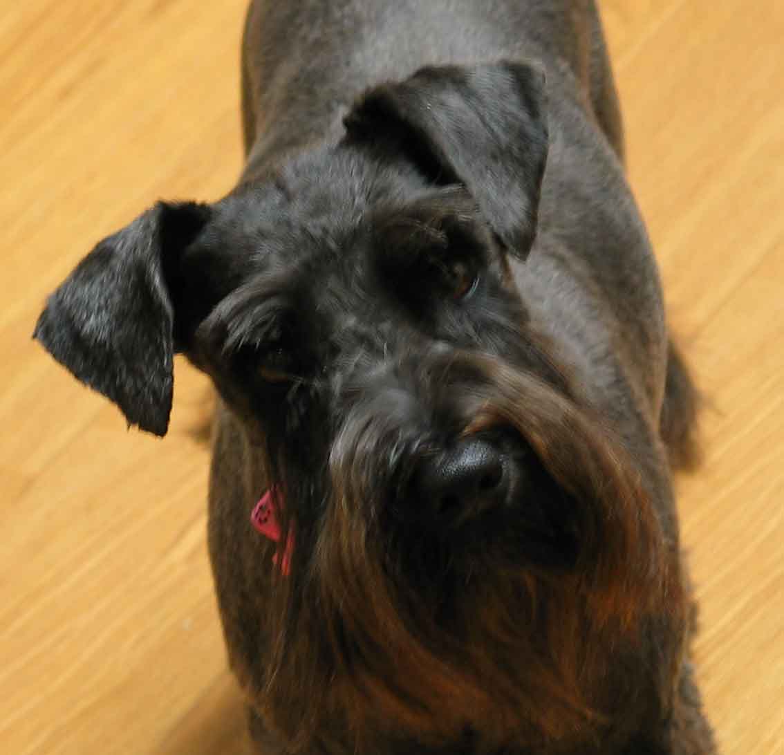 sophiedavis062603opt1.jpg
