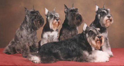 thepfotchenfamily83opmax80.jpg